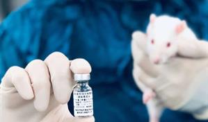 Una vacuna intranasal experimental elimina el virus de la covid-19 en ratones