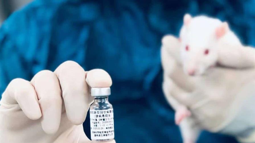 Una vacuna intranasal experimental elimina el virus de la covid-19 en ratones