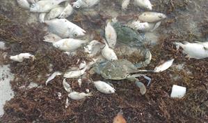 Boca Chica bajo asfixia: el sargazo mata miles de peces y ahuyenta el turismo