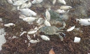 Boca Chica bajo asfixia: el sargazo mata miles de peces y ahuyenta el turismo