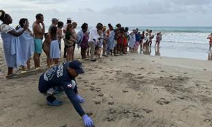 Miches superó en agosto los resultados de conservación de tortugas marinas del 2023 y 2024