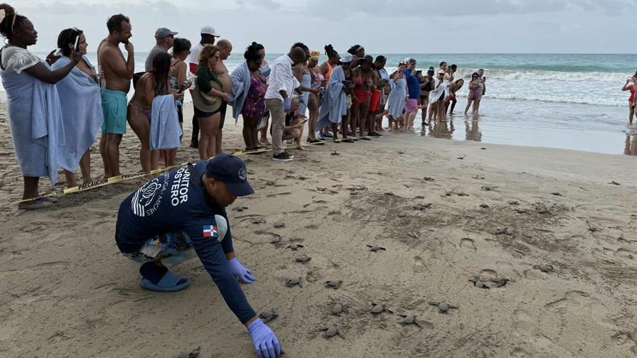 Miches superó en agosto los resultados de conservación de tortugas marinas del 2023 y 2024