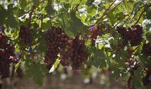 La frontera recibe solo el 6.8 % de créditos al sector agropecuario