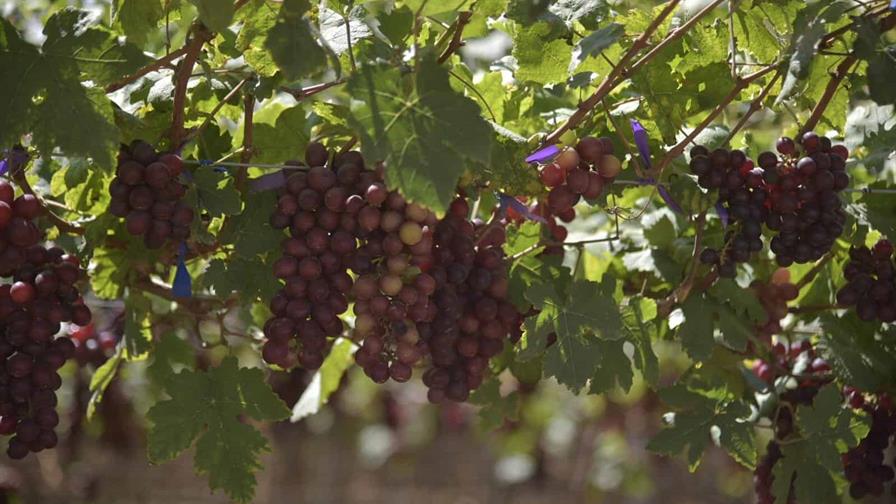 La frontera recibe solo el 6.8 % de créditos al sector agropecuario