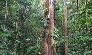 Los árboles del Amazonas crecen impulsados por el dióxido de carbono de la atmósfera