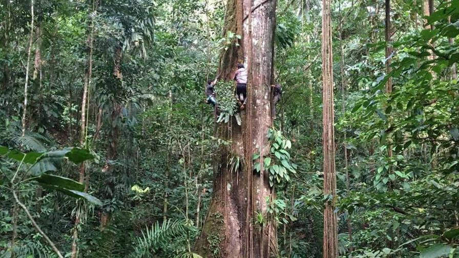 Los árboles del Amazonas crecen impulsados por el dióxido de carbono de la atmósfera