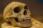 Un cráneo de un millón de años hallado en China podría reescribir historia de la evolución humana