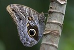 Las mariposas, las jardineras del planeta que desafían a la ciencia a estudiarlas más Las mariposas, las jardineras del planeta que desafían a la ciencia a estudiarlas más