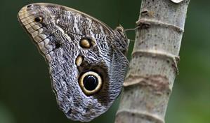 Las mariposas, las jardineras del planeta que desafían a la ciencia a estudiarlas más