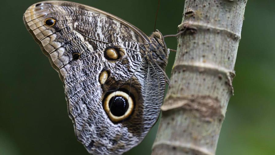 Las mariposas, las jardineras del planeta que desafían a la ciencia a estudiarlas más