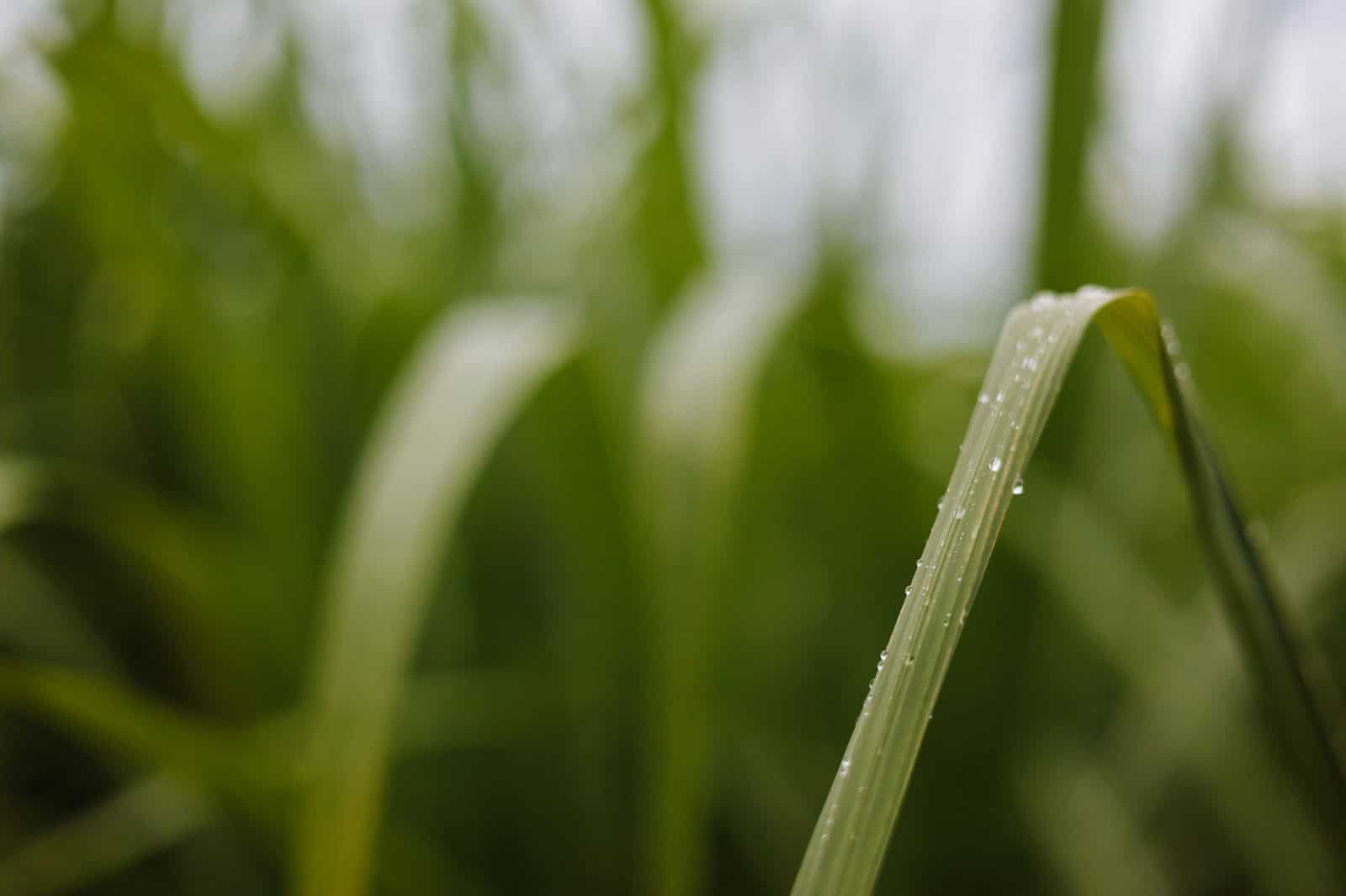 Hojas de plantaciones de caña tras ser rociadas de producto con un dron agrícola.