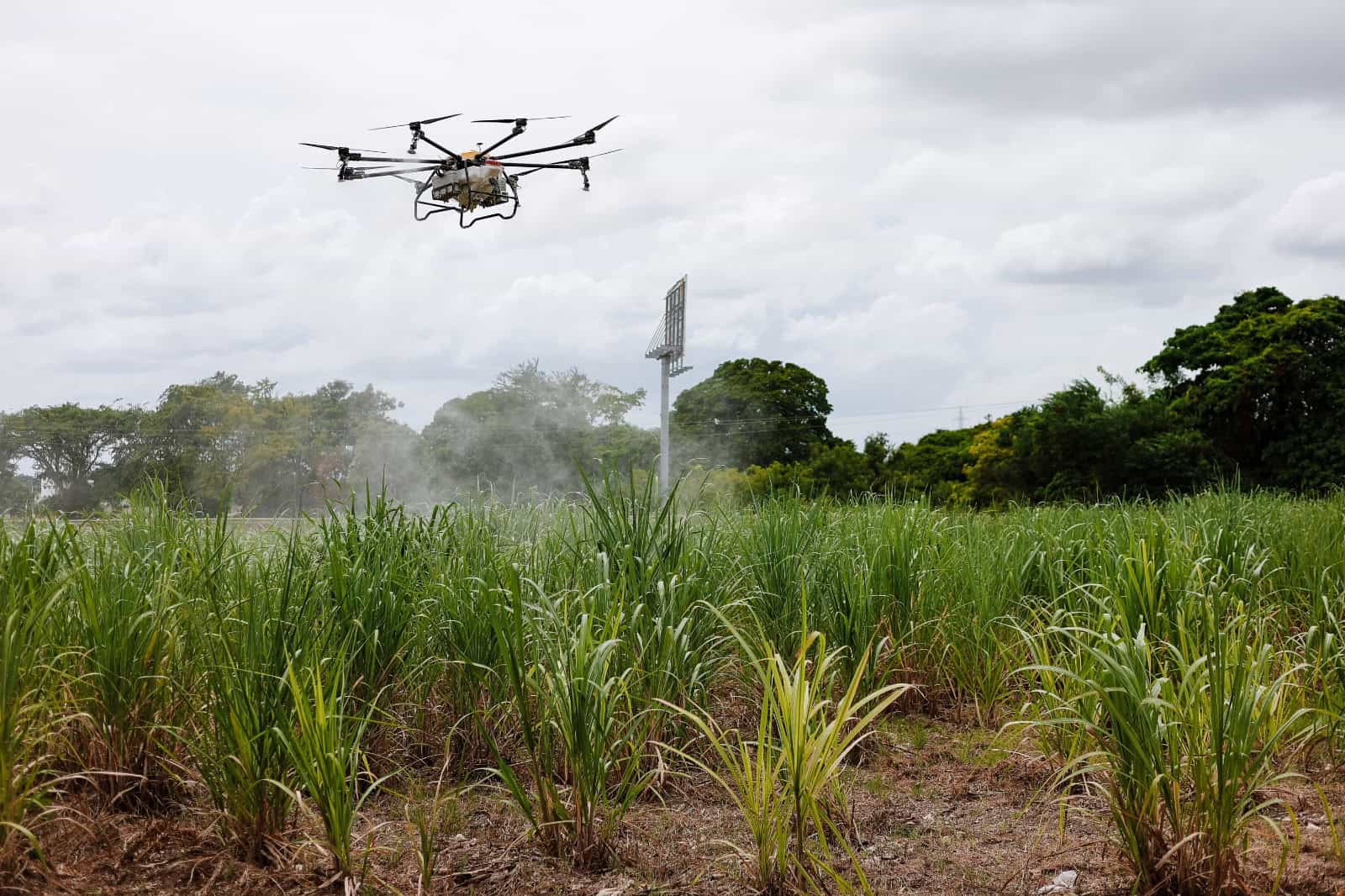 Un dron agrícola rocía productos sobre caña sembrada en el Ingenio Porvenir.