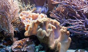 Las esponjas marinas pudieron haber sido de los primeros animales de la Tierra