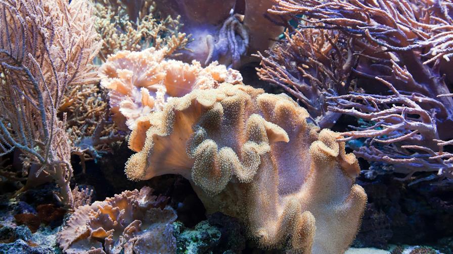 Las esponjas marinas pudieron haber sido de los primeros animales de la Tierra