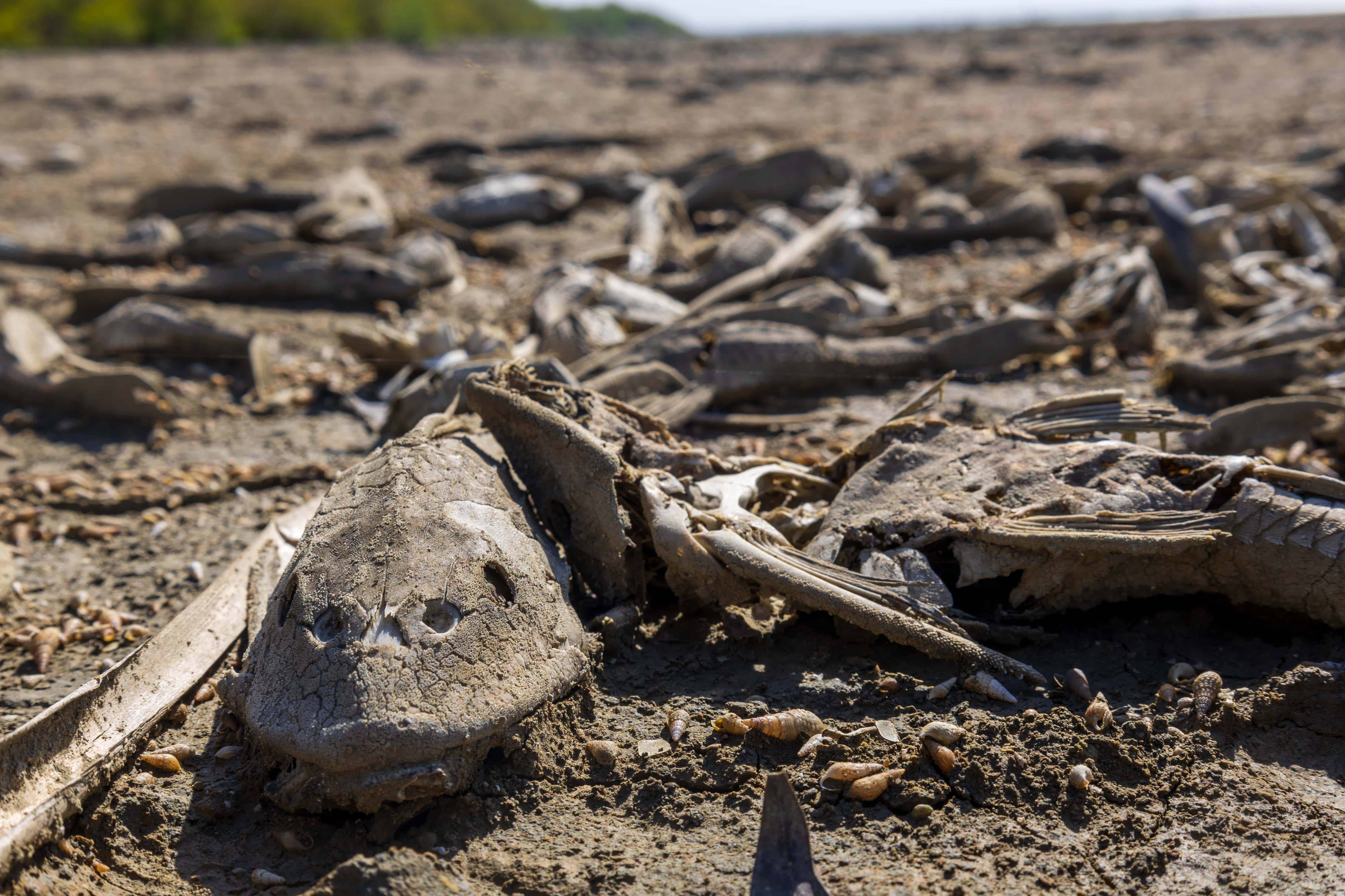 Restos de peces en el Refugio de Vida Silvestre Laguna de Cabral o Rincón. 