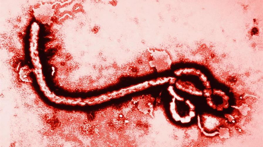 La OMS eleva a 42 el número de muertos por el último brote de ébola en la RD del Congo La OMS eleva a 42 el número de muertos por el último brote de ébola en la RD del Congo