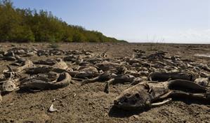 El deterioro de la Laguna de Cabral causa estupor