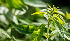 La hierba Luisa, una planta tradicional para las molestias estomacales