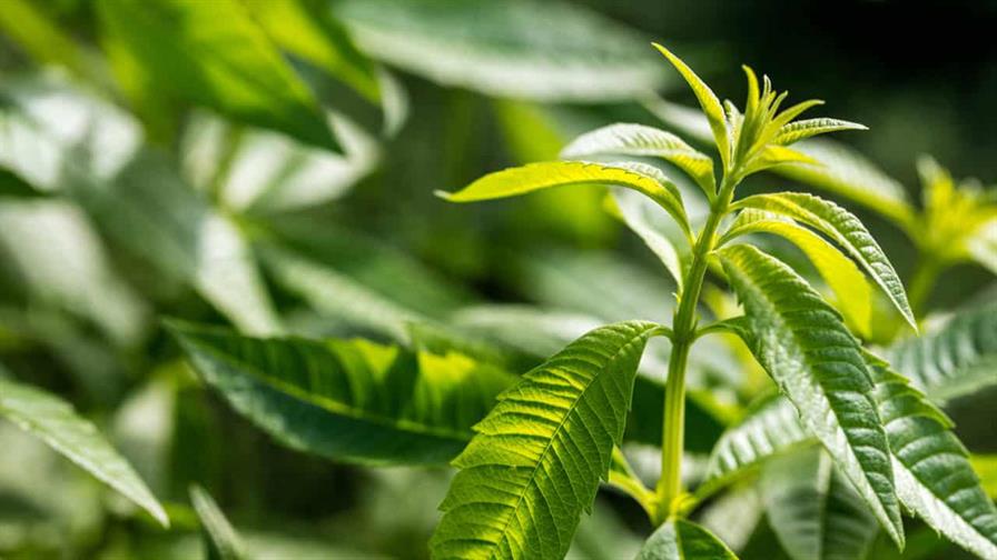 La hierba Luisa, una planta tradicional para las molestias estomacales