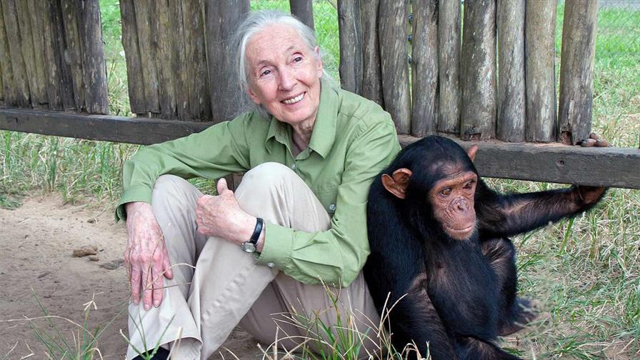 Muere a los 91 años la etóloga británica Jane Goodall, experta mundial en chimpancés