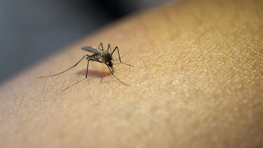 Cuba confirma la extensión del dengue y oropouche por gran parte de la isla