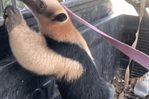 Hombre encuentra oso hormiguero cruzando una vía pública en RD