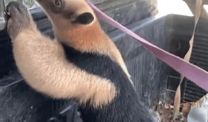 Hombre encuentra oso hormiguero cruzando una vía pública en RD