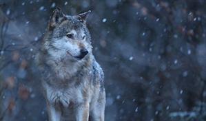 El lobo teme a los humanos, según un estudio