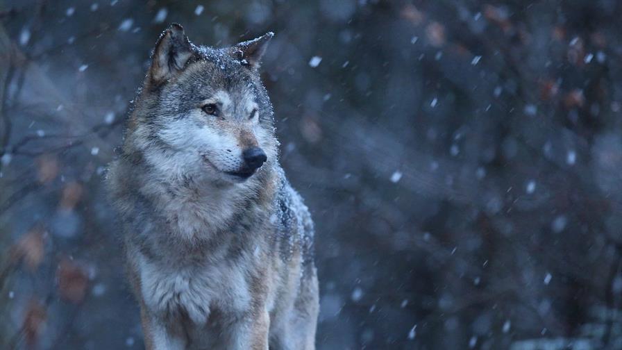 El lobo teme a los humanos, según un estudio