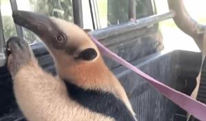 El oso hormiguero encontrado en Verón fue ingresado de contrabando a República Dominicana