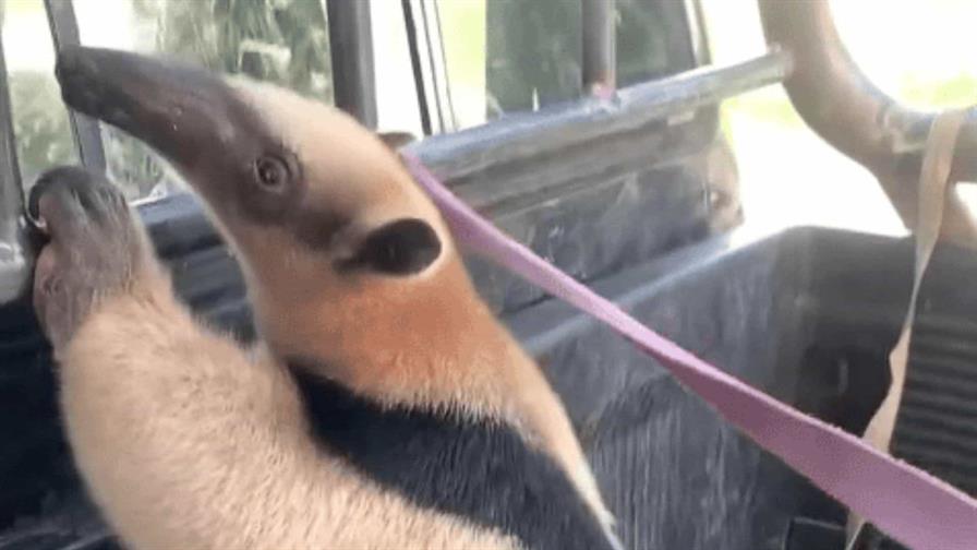 El oso hormiguero encontrado en Verón fue ingresado de contrabando a República Dominicana