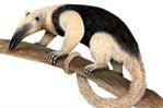 ¿Qué es un oso hormiguero y dónde son endémicos?