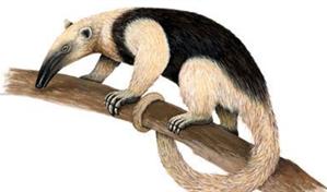 ¿Qué es un oso hormiguero y dónde son endémicos?