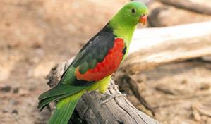 150 ejemplares de animales exóticos han ingresado a RD entre 2024 y lo que va de año