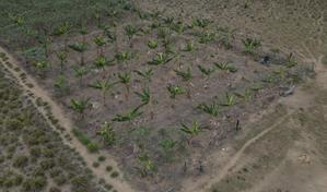 El experimento agrícola que quiere devolver el verde a la Amazonía deforestada