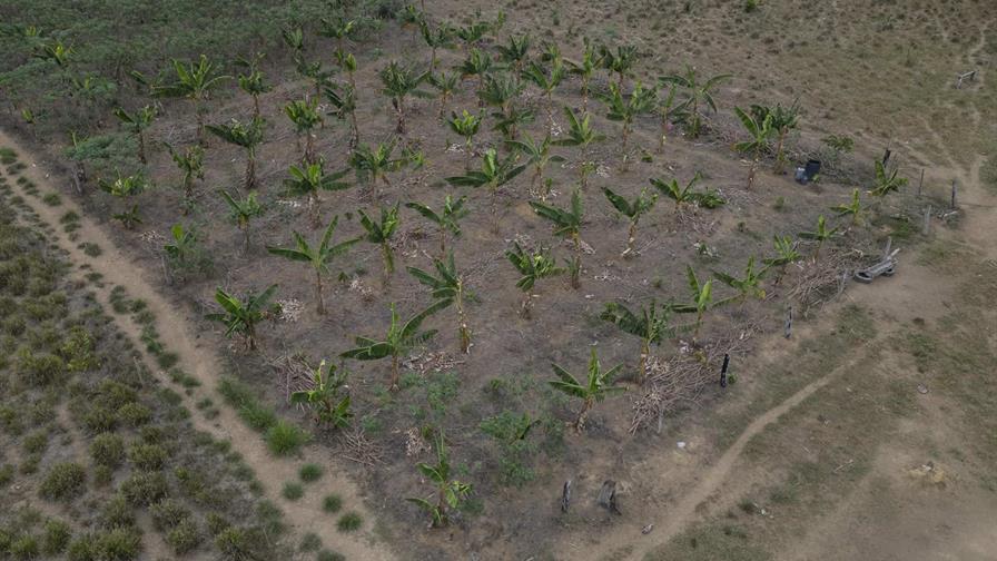 El experimento agrícola que quiere devolver el verde a la Amazonía deforestada