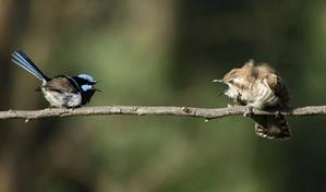 Descubren el primer ejemplo de vocalización animal que combina instinto y aprendizaje