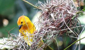 Farmacia natural: el sorprendente instinto curativo de los animales