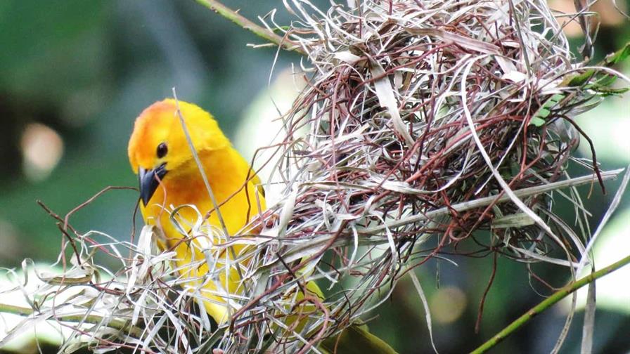 Farmacia natural: el sorprendente instinto curativo de los animales