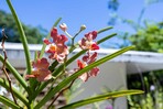 Puerto Rico, Ecuador y Canadá se suman al Festival de Plantas y Flores del Jardín Botánico Puerto Rico, Ecuador y Canadá se suman al Festival de Plantas y Flores del Jardín Botánico