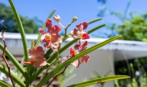 Puerto Rico, Ecuador y Canadá se suman al Festival de Plantas y Flores del Jardín Botánico