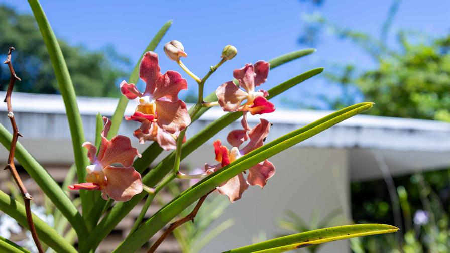 Puerto Rico, Ecuador y Canadá se suman al Festival de Plantas y Flores del Jardín Botánico Puerto Rico, Ecuador y Canadá se suman al Festival de Plantas y Flores del Jardín Botánico