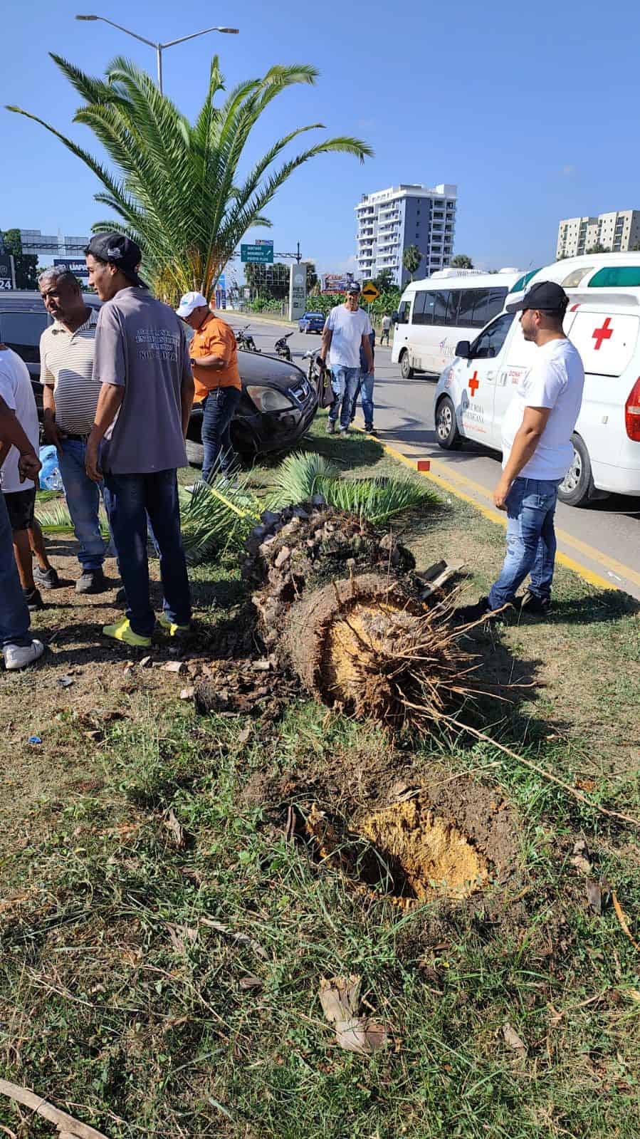 El árbol de palma contra la que impactó el vehículo de Limbert de León.