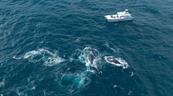 Autoridades revisan normas para la observaci&oacute;n de ballenas jorobadas en el pa&iacute;s