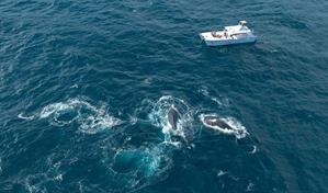 Lanzan en RD proyecto regional para la protección de la megafauna marina del Caribe