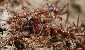 Detectan 10 mil hormigas venenosas en un barco chino: qué son y de dónde provienen