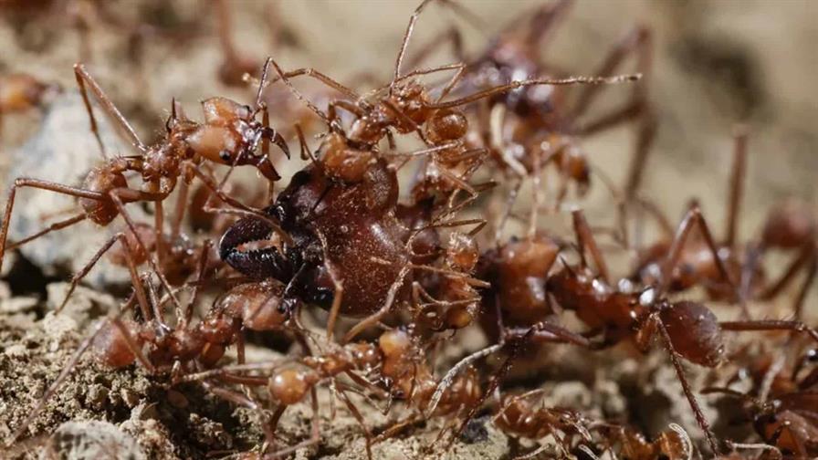 Detectan 10 mil hormigas venenosas en un barco chino: qué son y de dónde provienen Detectan 10 mil hormigas venenosas en un barco chino: qué son y de dónde provienen