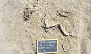 Los humanos primitivos procesaban huesos de elefante para fabricar herramientas grandes