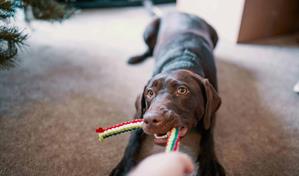 Estudio revela habilidad de perros genios para aprender palabras al escuchar conversaciones