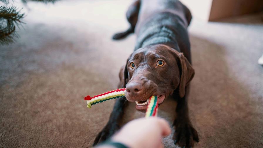 Los perros muestran comportamientos similares a la adicción respecto a sus juguetes Los perros muestran comportamientos similares a la adicción respecto a sus juguetes